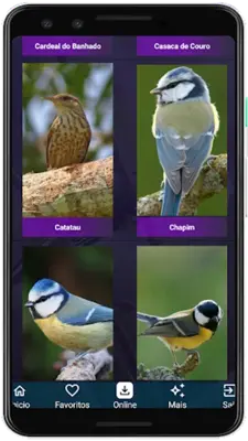 Brazilian's birds sounds android App screenshot 9