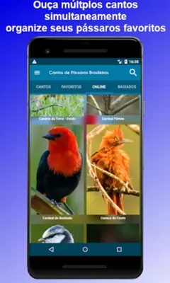 Brazilian's birds sounds android App screenshot 3