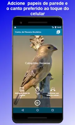 Brazilian's birds sounds android App screenshot 4