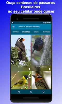 Brazilian's birds sounds android App screenshot 5